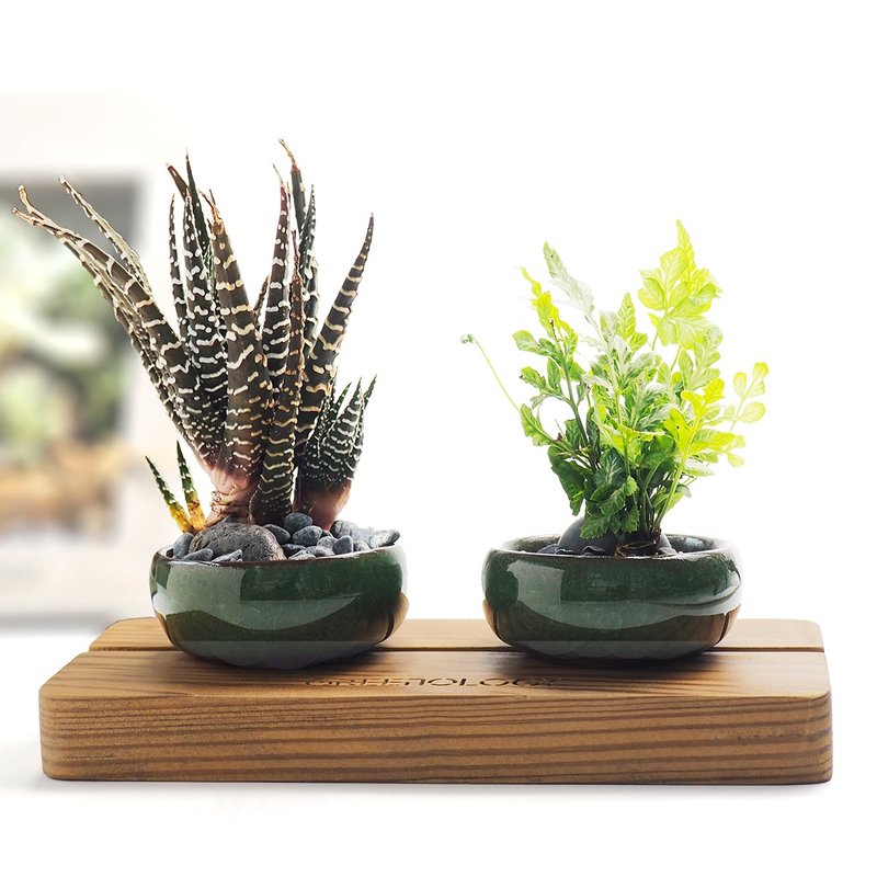 Greenology 陶瓷小碗花盆配木底座 - 盆栽/植栽 - 木頭 咖啡色