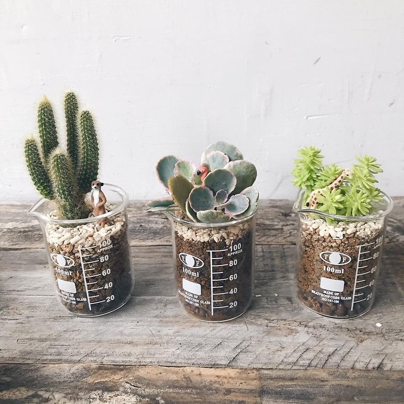 Mini zoo small cup of multi-small cactus planting single sale - Plants - Plants & Flowers Green