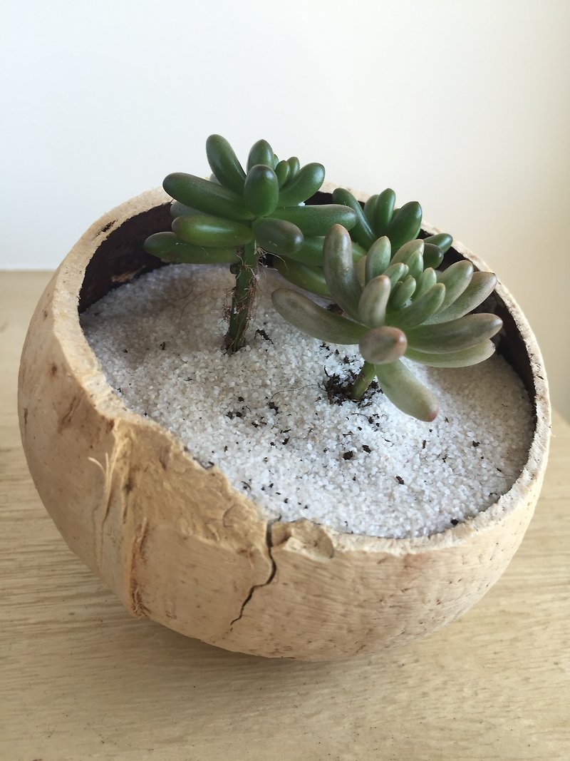 [Pure natural] diy coconut meat windy island potted succulents group was smaller gifts Spa - ตกแต่งต้นไม้ - พืช/ดอกไม้ สีเขียว