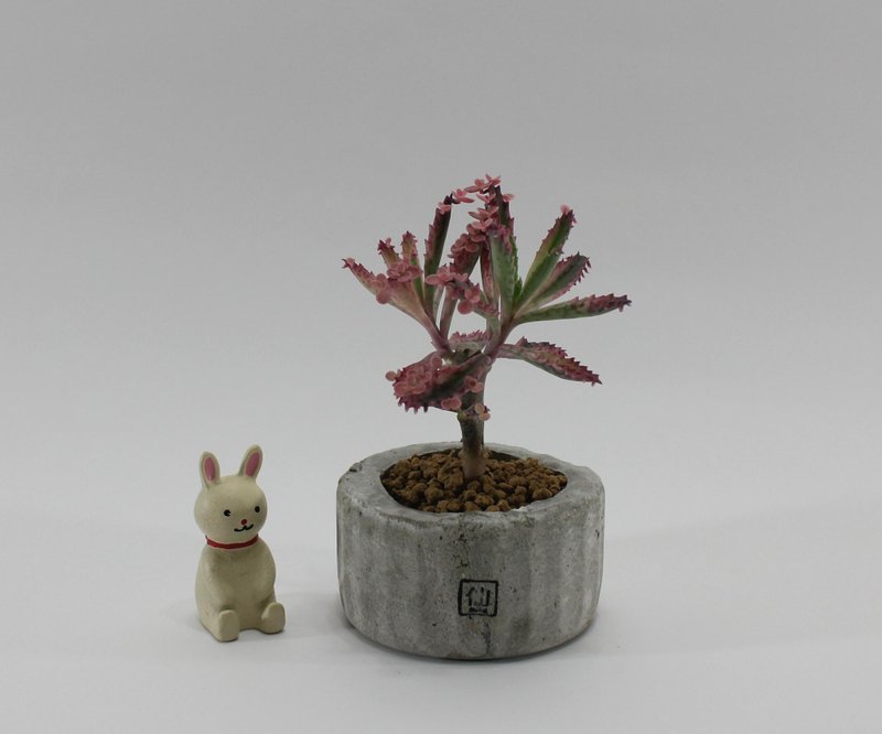 多肉植物小盆栽-微醺，粉霞之美 - 盆栽/植栽 - 植物．花 灰色