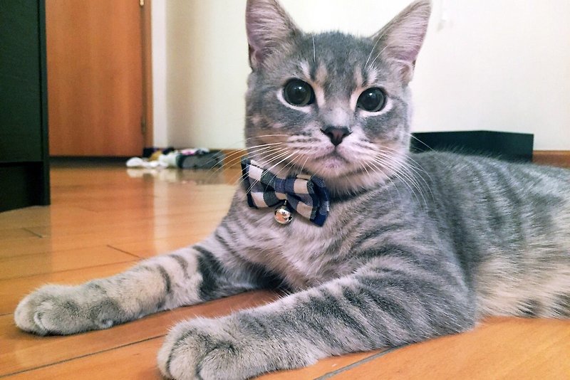 Blue and White Bowknot Pet Collar for Cats and Dogs S size - ปลอกคอ - วัสดุอื่นๆ หลากหลายสี