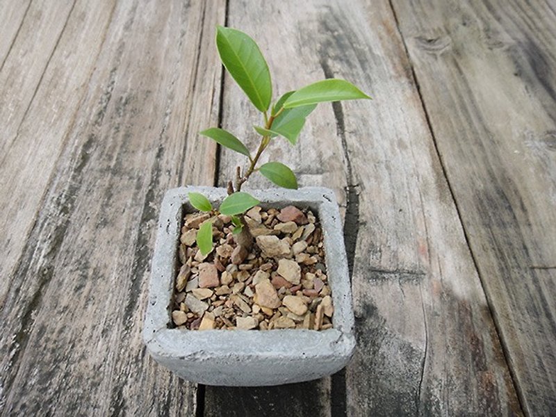 Mini potted bonsai banyan - ตกแต่งต้นไม้ - พืช/ดอกไม้ สีเขียว