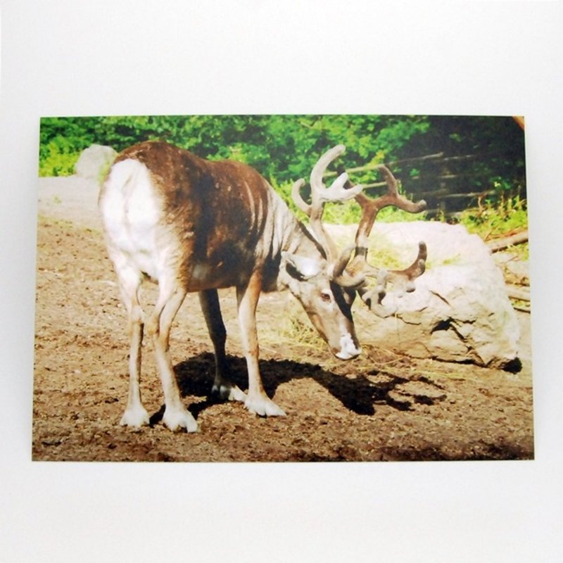 Travel Postcard: Reindeer, Stockholm, Sweden - การ์ด/โปสการ์ด - กระดาษ สีนำ้ตาล