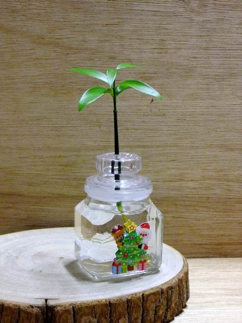 植物水族箱 ‧ 日本艾草《聖誕限定款》 - 植栽/盆栽 - 植物．花 