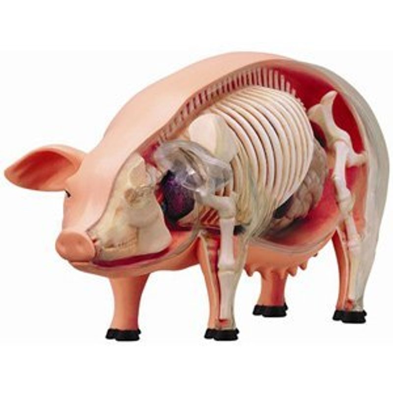 4D Master_4D combined model - animal series - perspective pig - Other - Plastic 