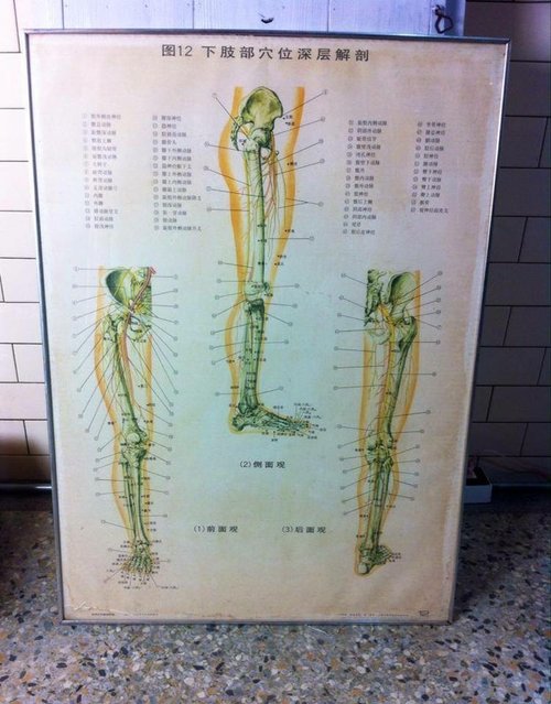 年代老品-人体图 下肢部穴位深层解剖
