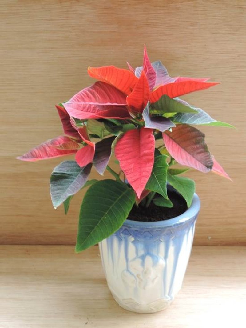 聖誕節的浪漫 ‧ 綻放的美麗 ‧ 聖誕紅《聖誕限定款》 - 観葉植物 - 寄せ植え・花 