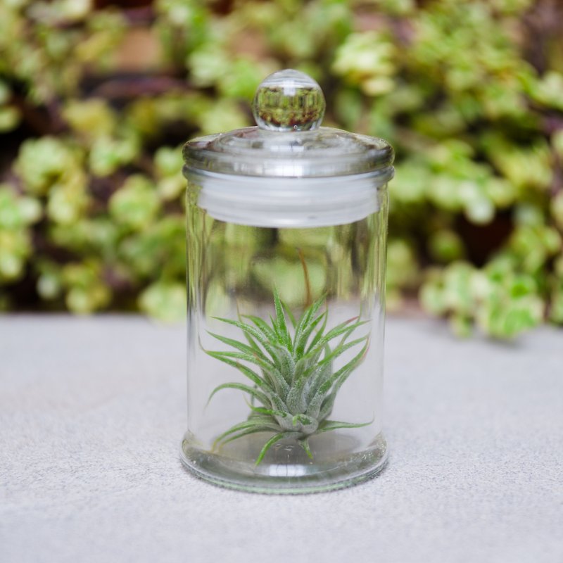 罐中的自然生命 - 小精靈 - 植栽/盆栽 - 玻璃 綠色