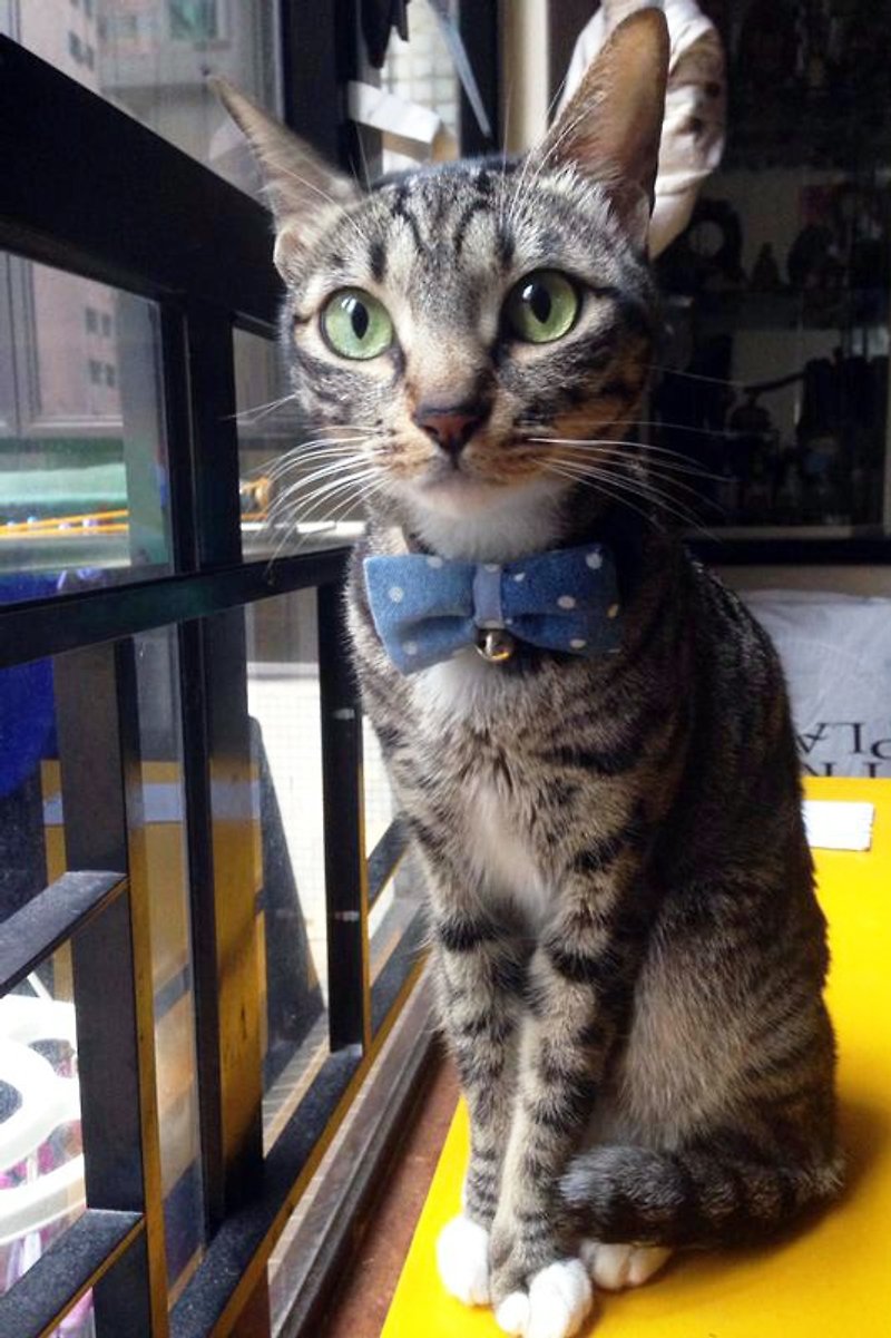 Two-tone denim polka dot bow neckband cat dog pet collar S size - ปลอกคอ - วัสดุอื่นๆ สีน้ำเงิน