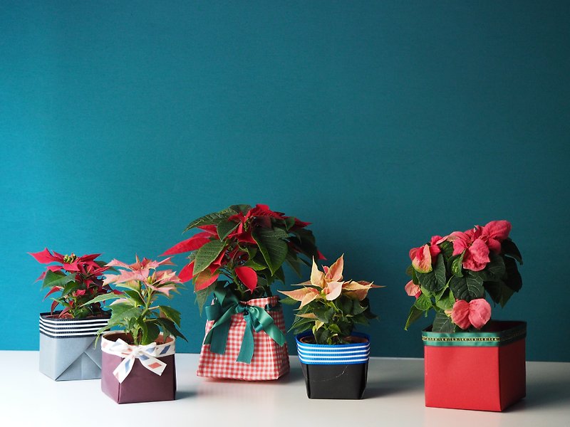 《節慶特賣》聖誕紅盆栽 (小) - 植物/盆栽/盆景 - 植物．花 多色
