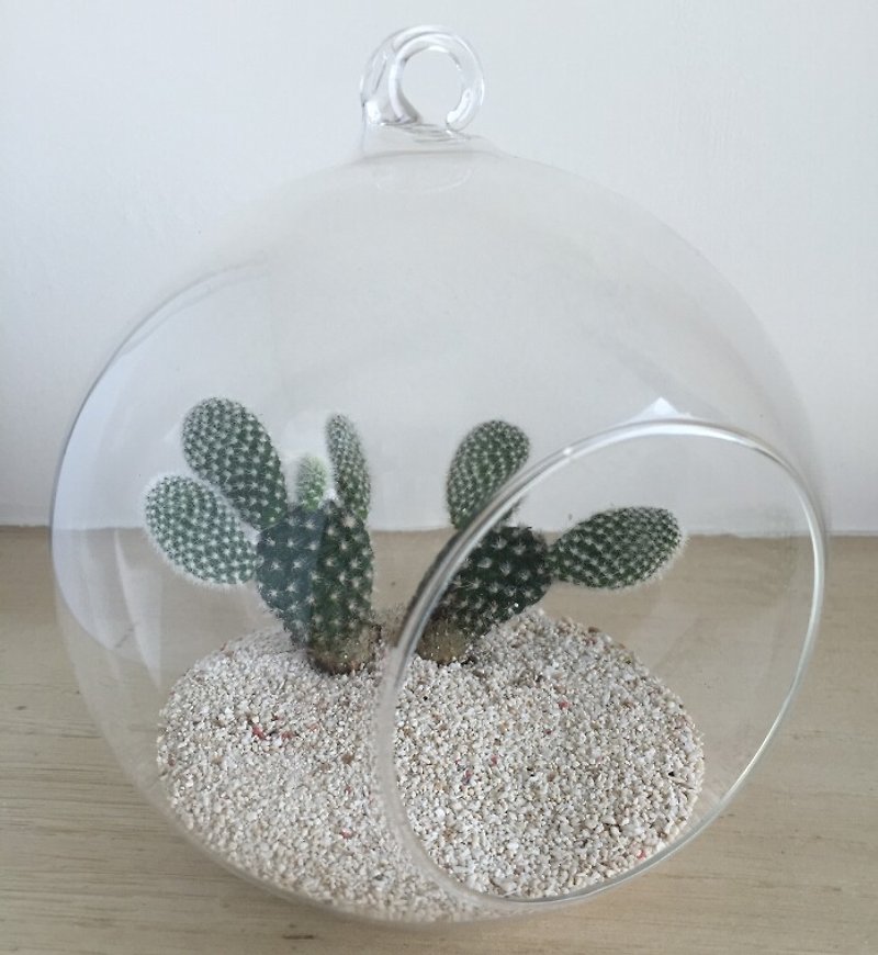 [Pure natural] diy group cactus glass ball gift potted succulents smaller treatment was simple diy potted - จัดดอกไม้/ต้นไม้ - พืช/ดอกไม้ สีเขียว