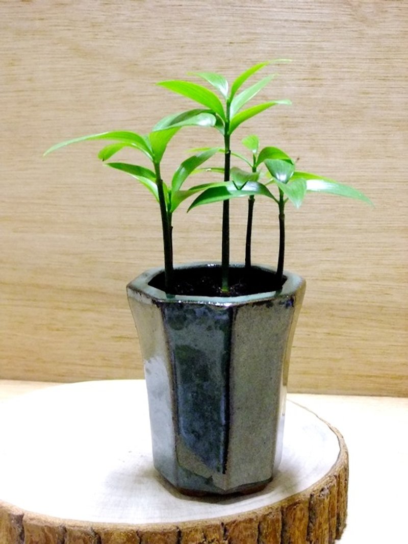 Japanese Feng Nagi - Plants - Plants & Flowers 
