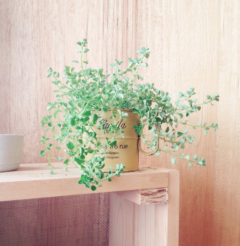 小さな鉢植えの夏のプチ夏（小さな物理療法オフィス観葉植物）新年の贈り物 - 観葉植物 - 金属 グリーン
