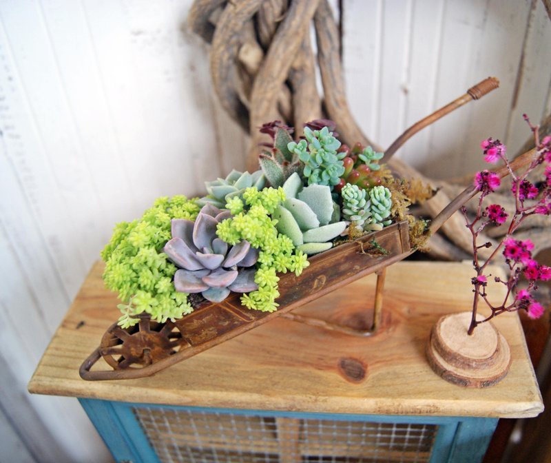 Retro rust trolleys X Succulents planting (Limited 2) - ตกแต่งต้นไม้ - พืช/ดอกไม้ 