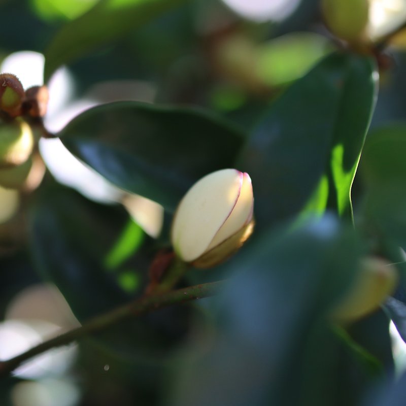 【Port Wine Magnolia Oolong Tea】30 whole leaf tea bags - ชา - อาหารสด สีน้ำเงิน