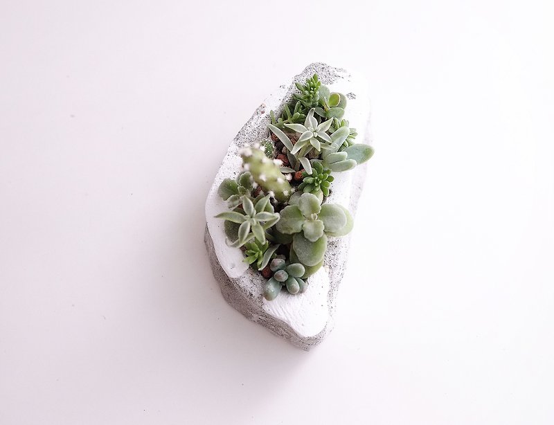 Taiwan Snowing Succulents Cement Potted Snow Taiwan Style Father's Day Gift Exchange Gift - Plants - Cement White