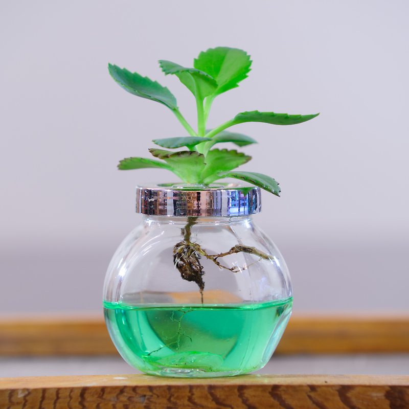 玻璃水耕室內植物 - 植物/盆栽/盆景 - 玻璃 綠色