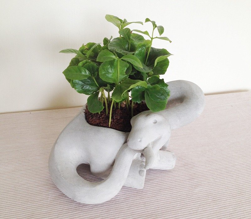 Brontosaurus Pots - ตกแต่งต้นไม้ - ปูน สีเทา