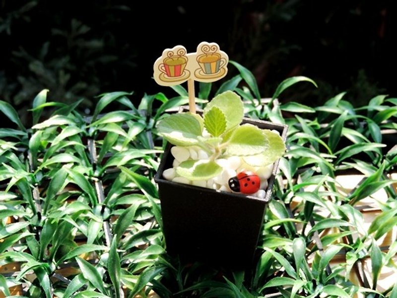 Treatment and education system ‧ ‧ left fragrant vanilla - Plants - Plants & Flowers 