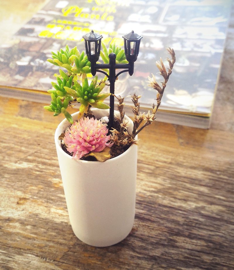 <The park for a walk> Succulents potted street park chat <The park for a walk> Succulents - Plants - Porcelain White