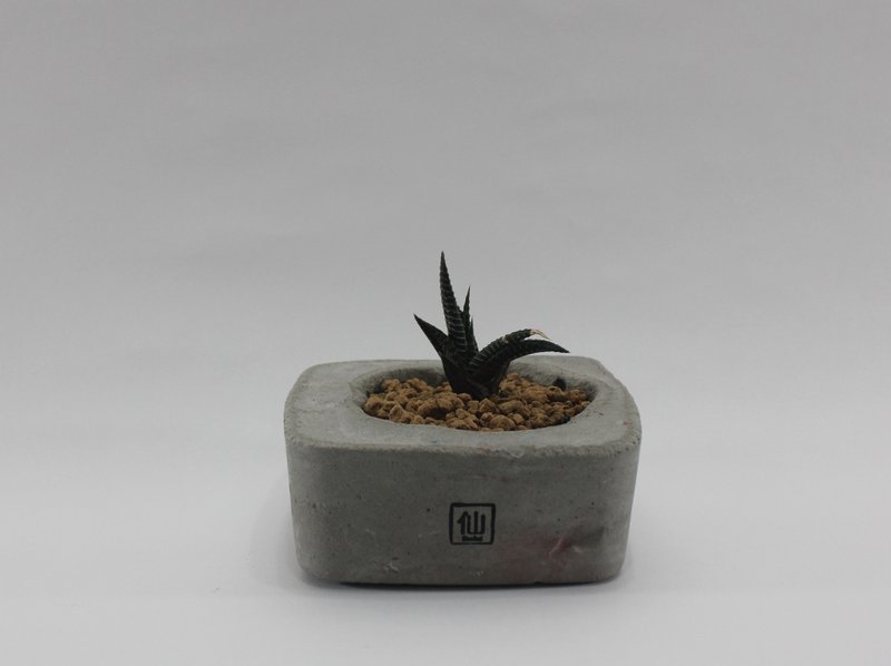 多肉植物小盆栽-龐克，我專屬的搖滾 - 盆栽/植栽 - 植物．花 灰色