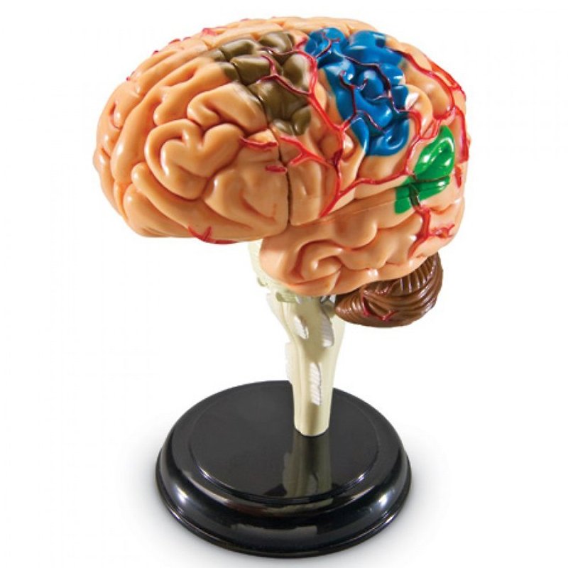 4D Master - 4D combined model - the human family (brain) - Other - Plastic 