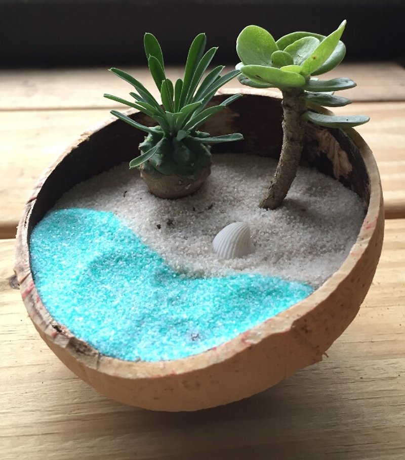 [Pure natural] diy beach sea beach coconut spa gift potted succulents smaller objects Hawaii Maldives beach - Plants - Plants & Flowers Blue