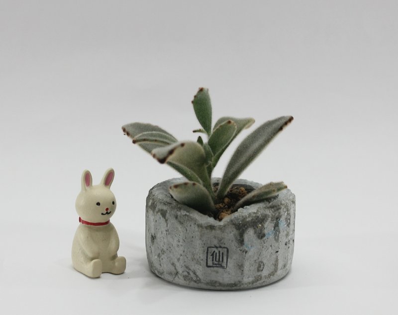 多肉植物小盆栽-軌跡，生命的存在證明 - 盆栽/植栽 - 植物．花 灰色