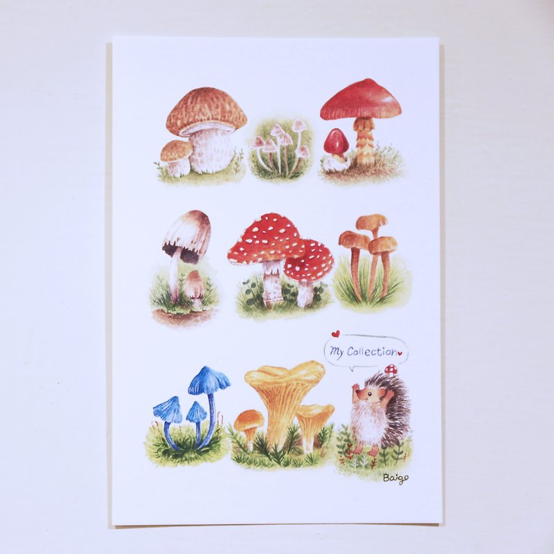 My collection │ hedgehog mushroom mushroom - การ์ด/โปสการ์ด - กระดาษ 