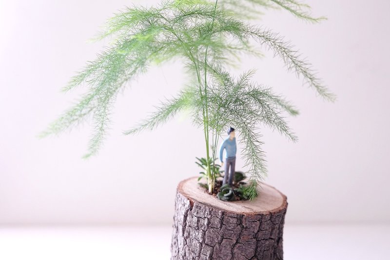 〈樹下等一個人〉多肉植物 盆栽 樹幹 樹皮 野性 粗獷 樸拙 中性 男士 父親節 仙人掌 文竹 等待 守護 深情 - 盆栽/植栽 - 木頭 