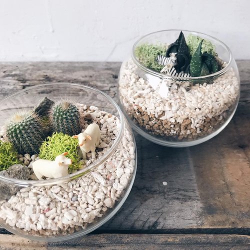 mini zoo small planet mini cactus planting