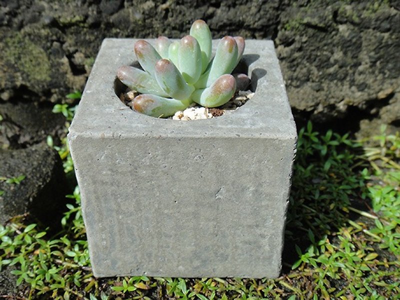 Square stone-cement basin is potted planting potted succulents - ตกแต่งต้นไม้ - ปูน สีเขียว