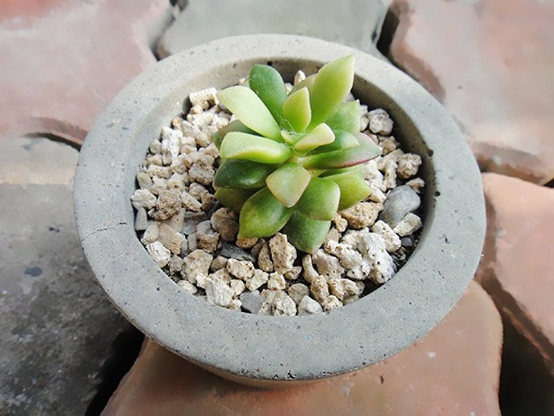 Circular stone-cement basin is potted planting potted succulents - ตกแต่งต้นไม้ - พืช/ดอกไม้ สีเขียว