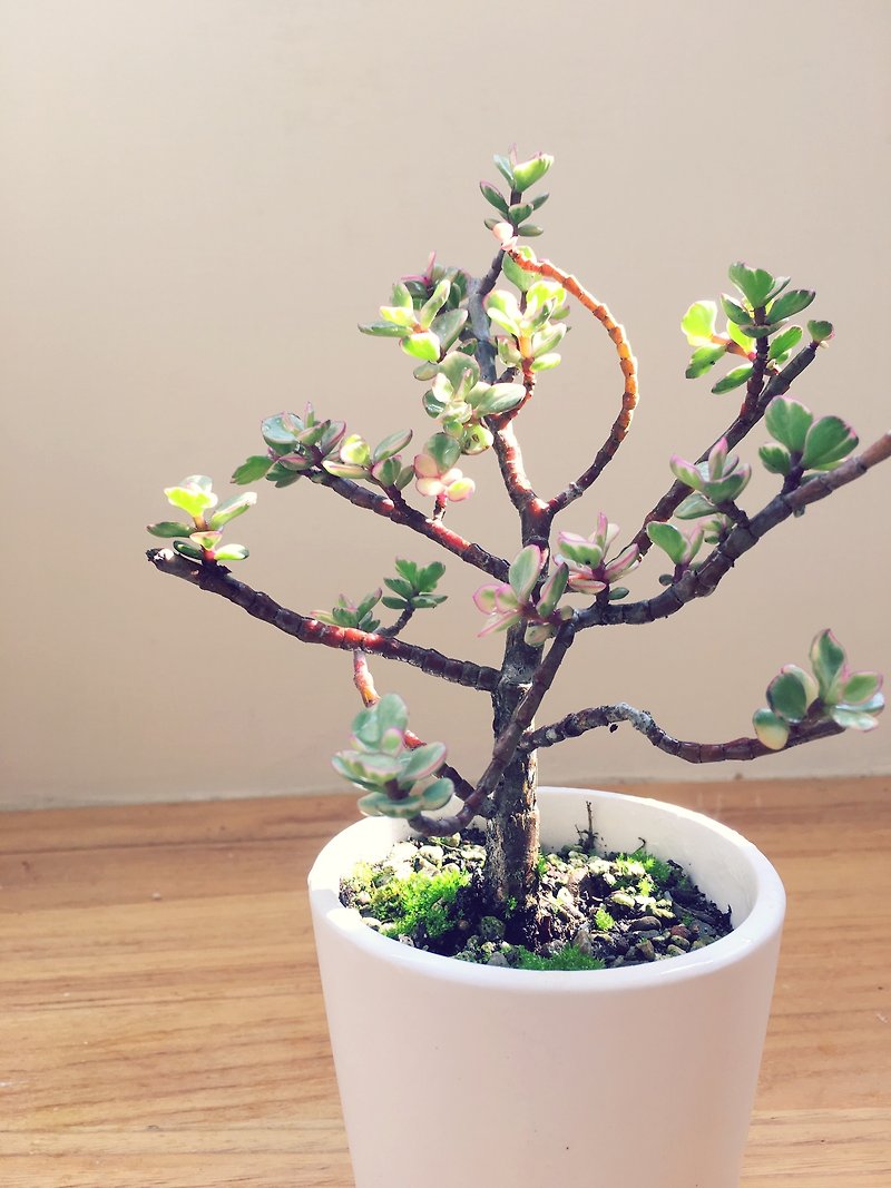 Bonsai Yale Dance Rainbow Bush Succulent Healing Office Gifts - Plants - Other Materials White