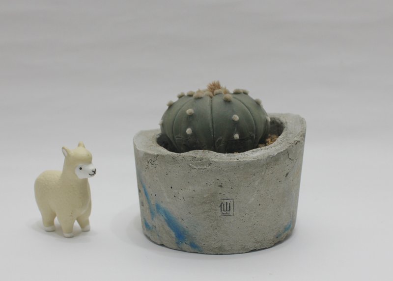多肉植物小盆栽-登頂，勇敢的堅持 - 盆栽/植栽 - 水泥 藍色