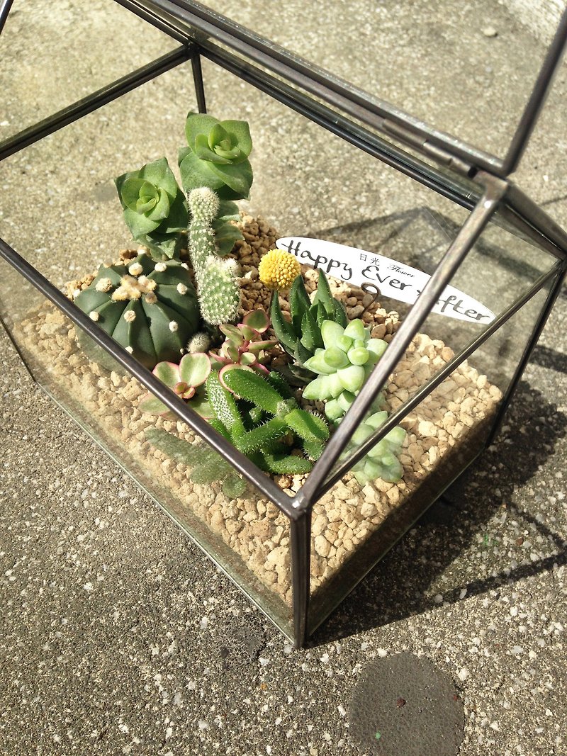 小さな家_ _肉のガラス温室をカスタマイズすることができます - 観葉植物 - 寄せ植え・花 グリーン