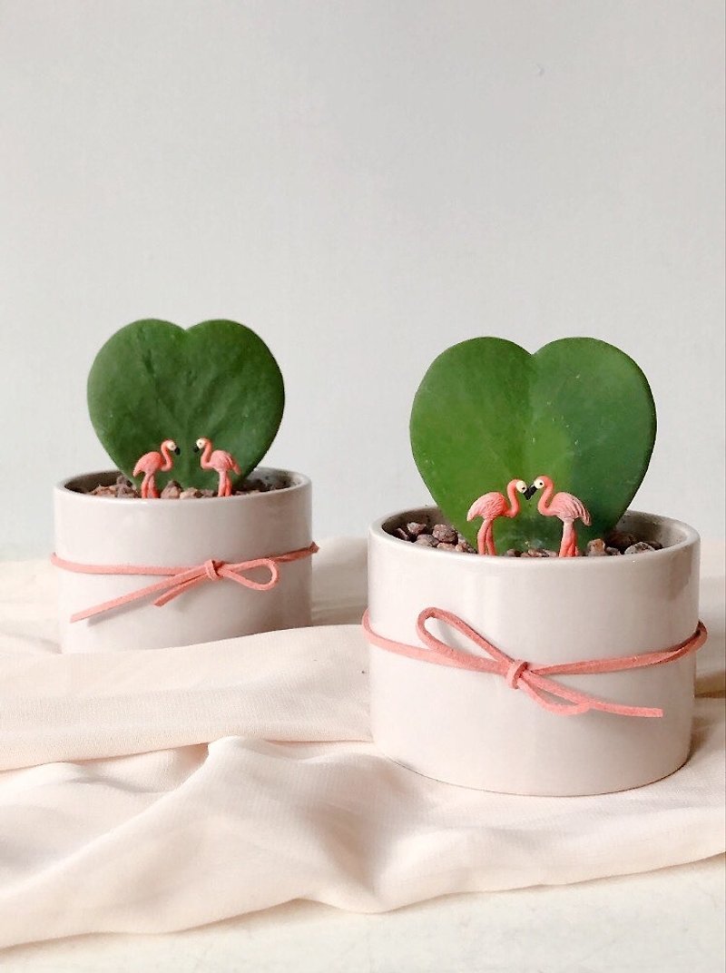 Single sale of love flamingo heart leaf shamrock plant - Plants - Plants & Flowers Pink