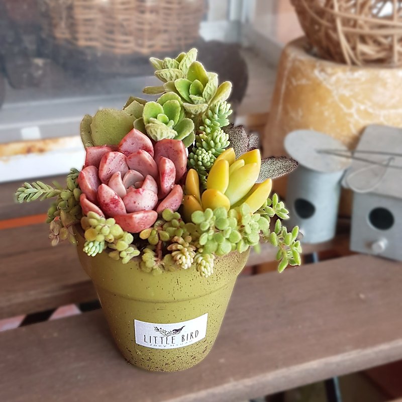 【Little Bird】Succulents & Cones - Plants - Pottery 
