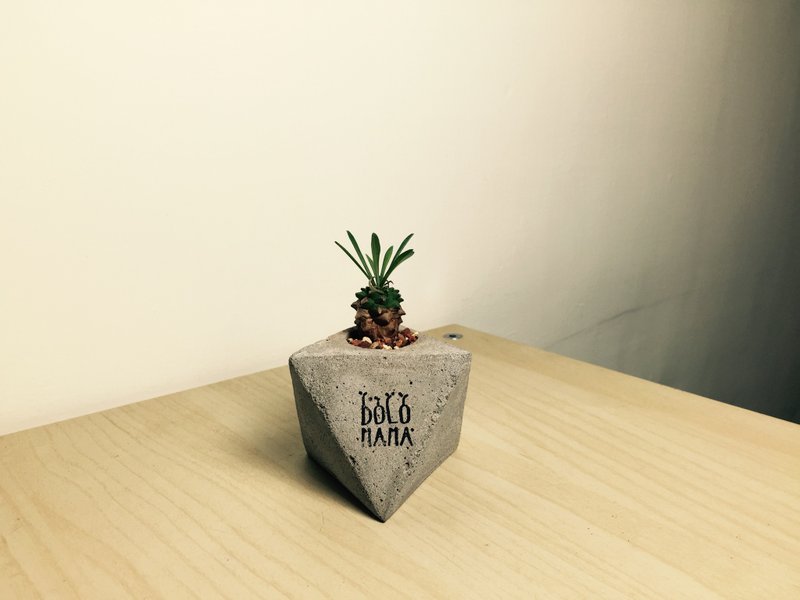 角頭－峨嵋山 多肉植物 水泥盆栽組 交換禮物 - 盆栽/植栽 - 水泥 橘色