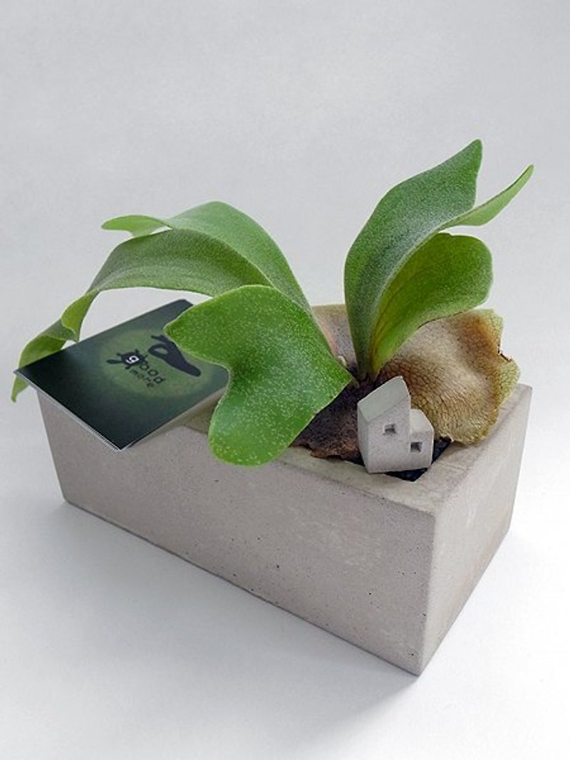 Staghorn fern + cards + cabin Taiwan Cement Flower Vase - Plants - Cement 