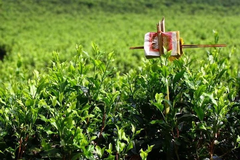 ゴールドルビー紅茶 - お茶 - 寄せ植え・花 
