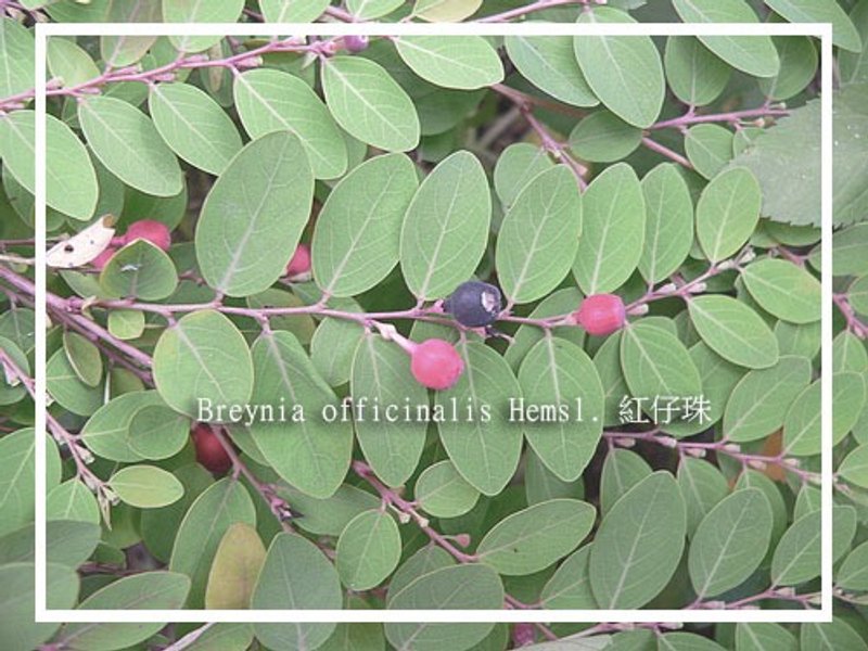 Breynia officinalis Hemsl. 紅仔珠 / 銅線編織 - 其他 - 其他金屬 