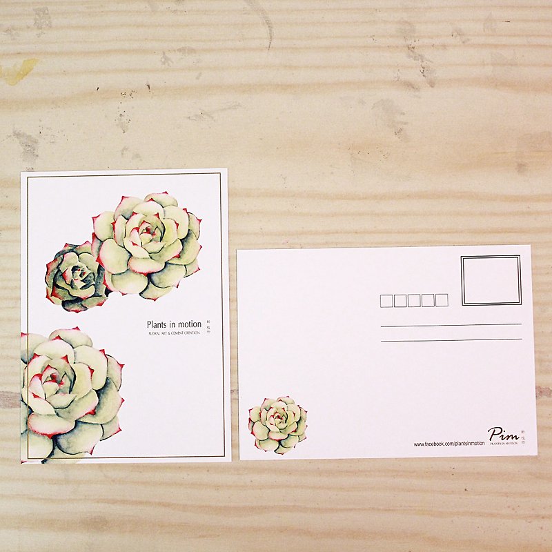 Succulents/Postcards/Chihuahuas - Cards & Postcards - Paper White