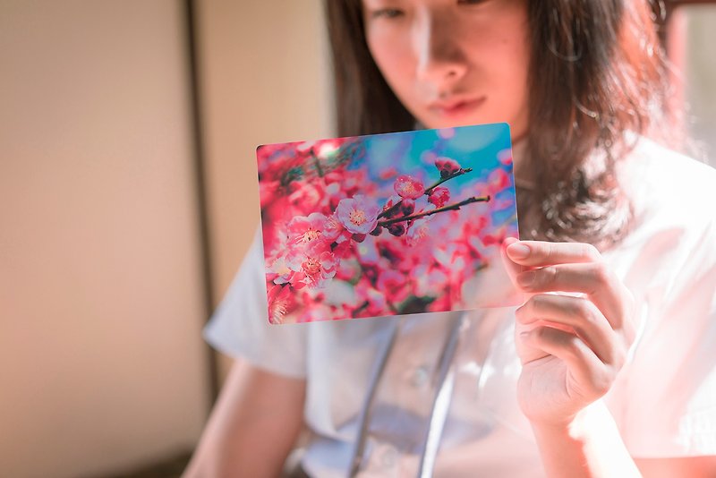 透明明信片 / 珍貴獨特 / 日本昭和 / 豊かな自由 / 櫻花 - 心意卡/卡片 - 壓克力 粉紅色