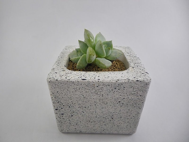[Small square potted plant] Cement flower pot/Cement pot/Cement pot/Cement planting/Concrete pottery (Without plants. Stone. Soil) - ตกแต่งต้นไม้ - ปูน ขาว