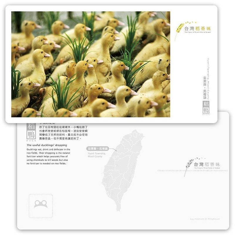 台灣稻香味明信片[稻鴨系列] - 小鴨的便便 - 心意卡/卡片 - 紙 