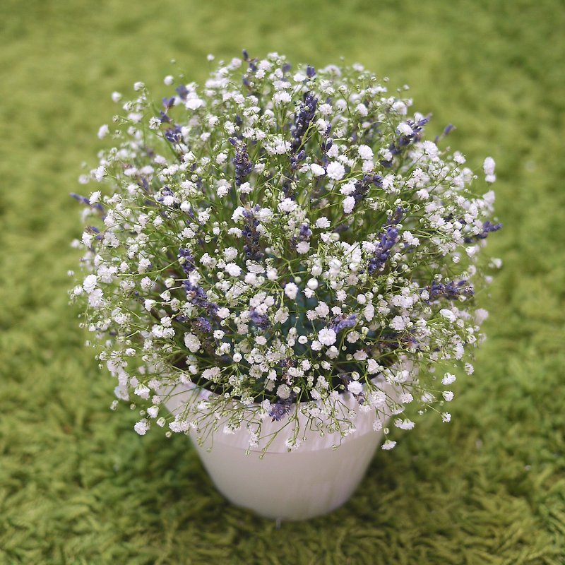 IDUN Flower Kaoru love Starry ceramic pots table flowers - Plants - Plants & Flowers White