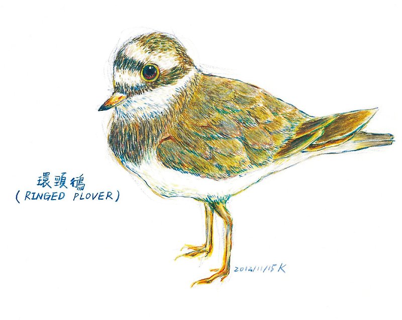Small hand-painted postcard Kentish Plover - Cards & Postcards - Paper Multicolor