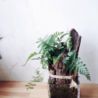 Forgotten Forest Rabbit&amp;#39;s Foot Fern Indoor Planting