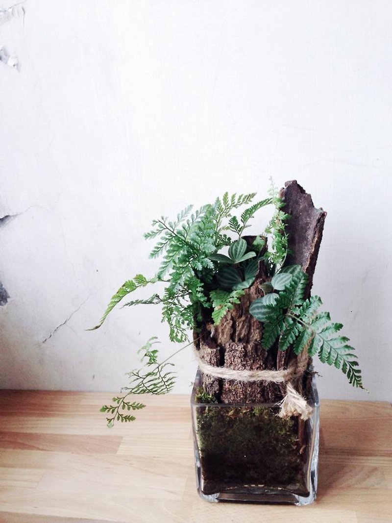 Forgotten Forest Rabbit's Foot Fern Indoor Planting - ตกแต่งต้นไม้ - พืช/ดอกไม้ สีเขียว